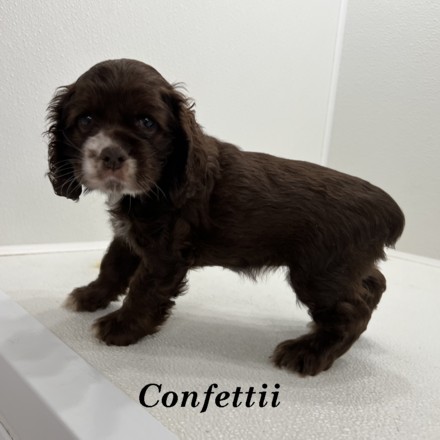 puppy, for, sale, Cocker Spaniel, Joe & Cherri  Overlease, dog, breeder, Miller, MO, dog-breeder, puppy-for-sale, forsale, nearby, find, puppyfind, locator, puppylocator, aca